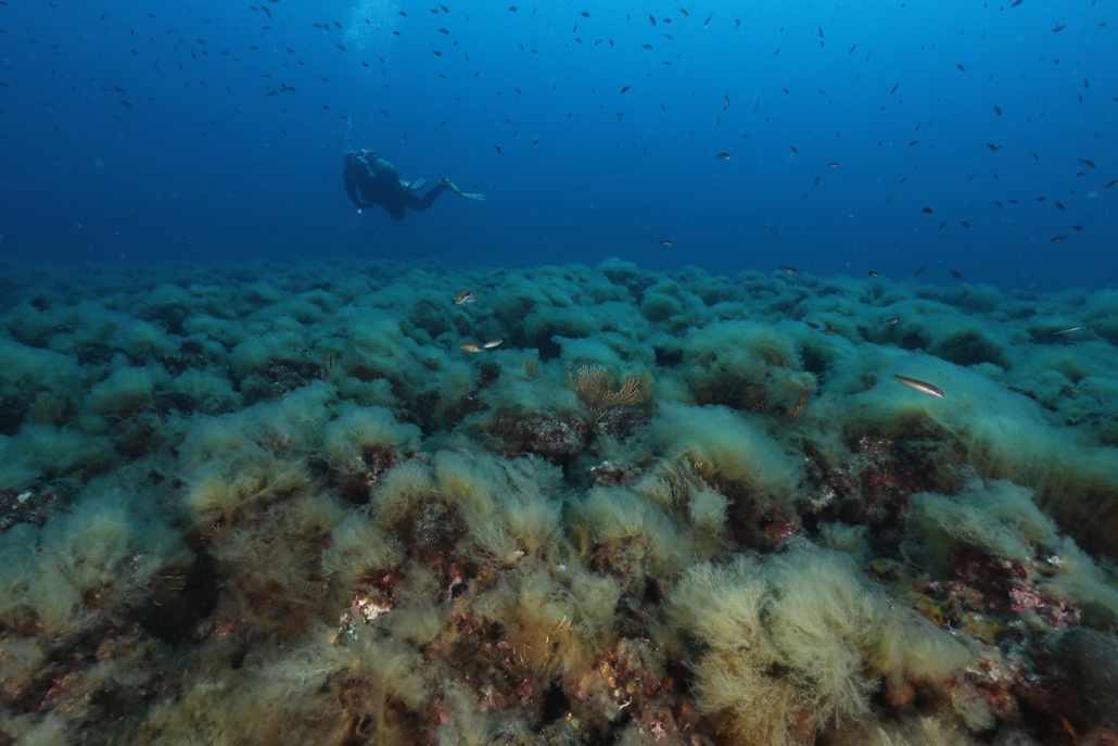 Settore Monitoraggio Subacqueo Aree Marine Protette e Parchi