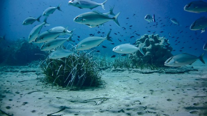 Pesci e posidonia al museo subacqueo Casa dei Pesci, immagine della telecamera W Pesci e posidonia al museo subacqueo Casa dei Pesci, immagine della telecamera WAILS all'Argentario